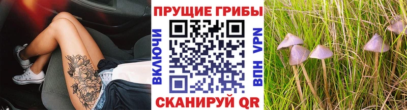 Купить закладки  Новоалтайск  Псилоцибиновые грибы мицелий 
